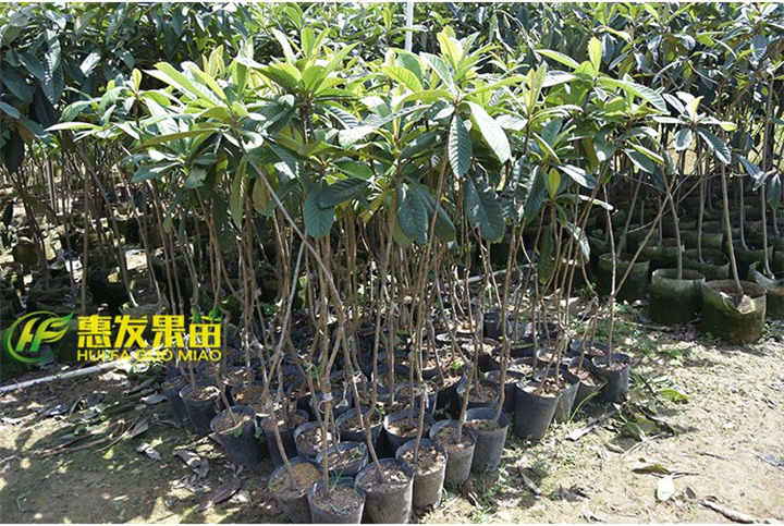 大亚枇杷苗果苗，大亚湾果苗场 