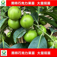 广西黑柿巧克力果苗