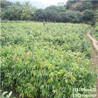 广东桂味荔枝苗基地，广东桂味荔枝苗价格 