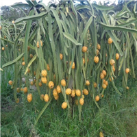 广东燕窝黄龙果苗基地