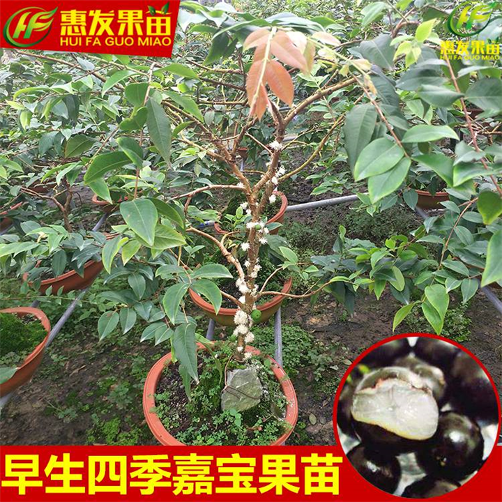 淡水嘉宝果苗价格，淡水嘉宝果苗，淡水果苗场 