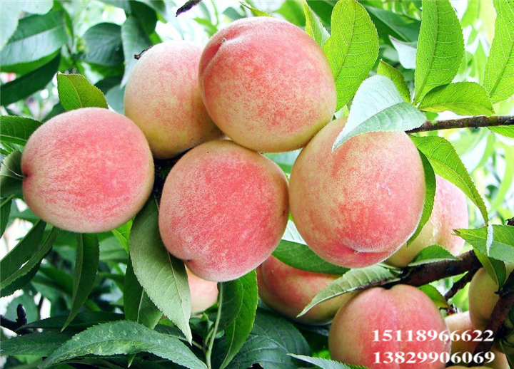 深圳水蜜桃苗、东莞水蜜桃苗，广东果树苗 