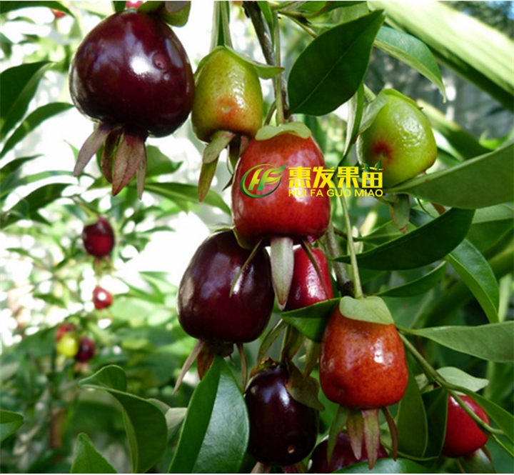 广东黑玫瑰樱桃苗，广东樱桃苗价格，广东樱桃苗 