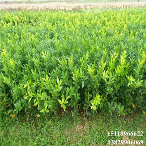 增城茂谷柑苗，广州茂谷柑苗，广东果苗 