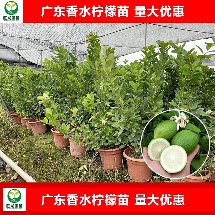 广西香水柠檬苗