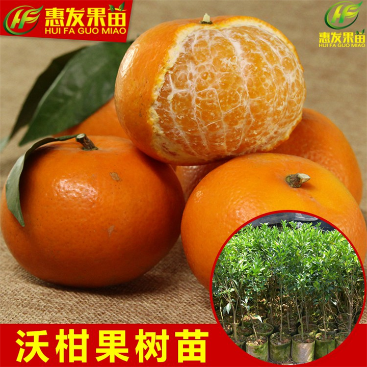 广州沃柑苗，增城沃柑苗，增城果树苗 