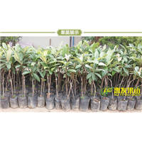 淡水枇杷苗，惠州枇杷苗，广东枇杷苗批发 