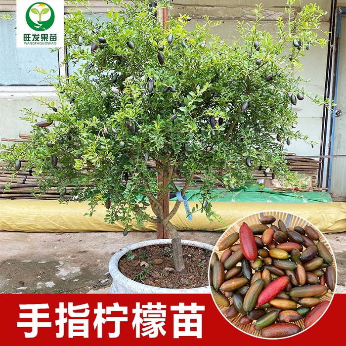 广西手指柠檬苗