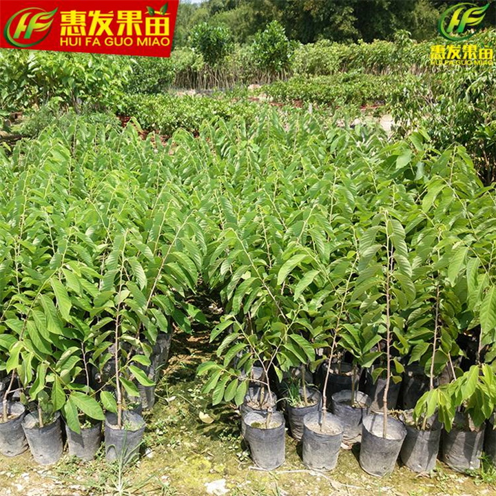 淡水凤梨释迦苗，淡水番鬼荔枝苗，淡水果树苗 