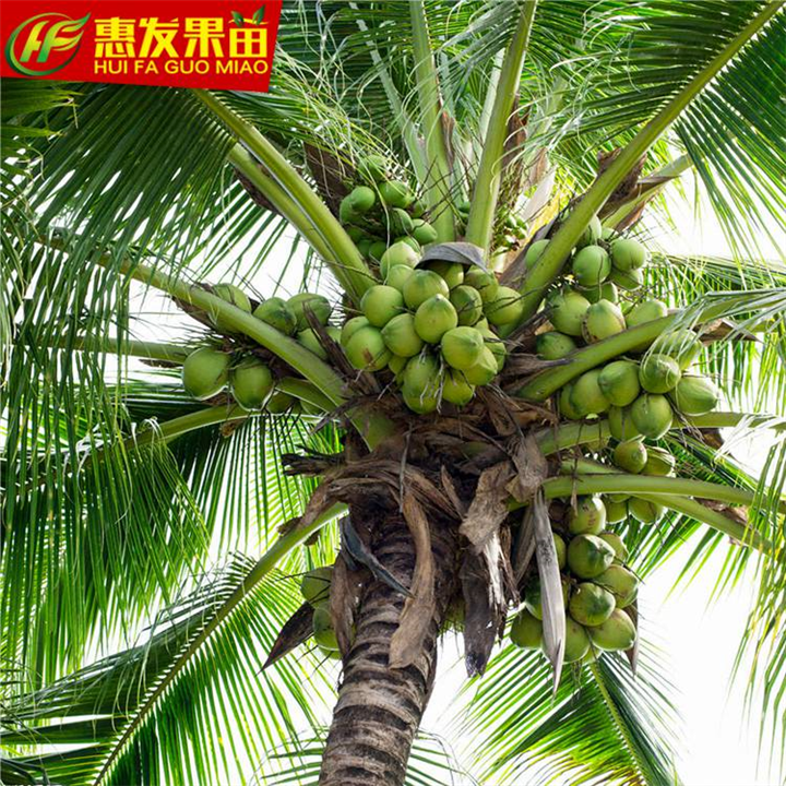 海南椰子苗基地，供应海南椰子苗 