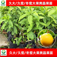 大果黄晶果苗