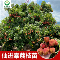 东莞仙进奉荔枝苗