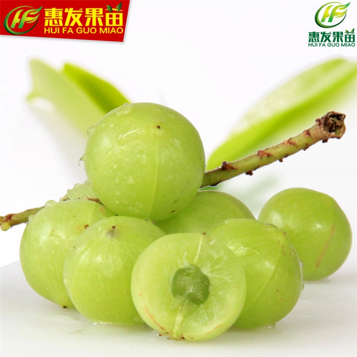 广东油甘果苗，惠州油甘果苗，惠州油甘果苗 