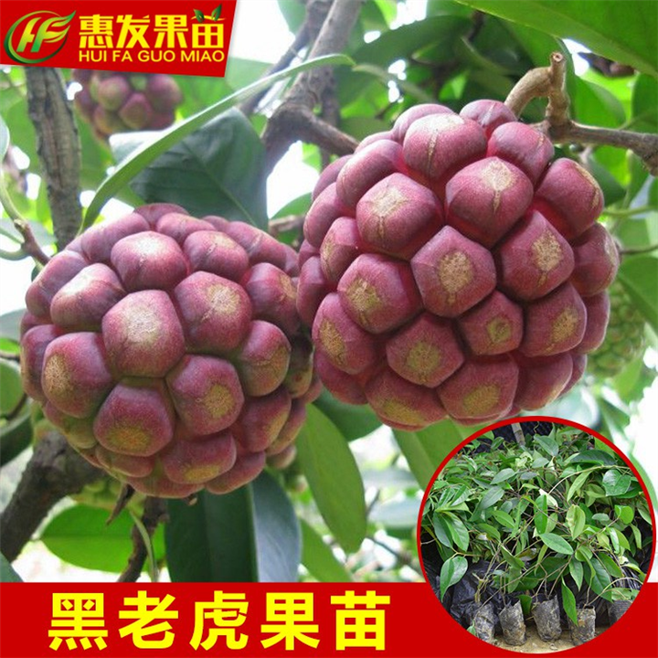 惠州老虎果苗 、博罗老虎果苗 、广东果树苗 