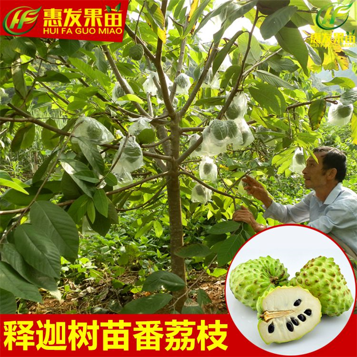 广东凤梨释迦苗，广东番鬼荔枝苗，广东果树苗 