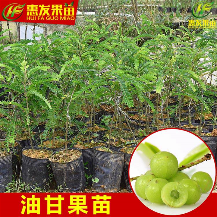 增城油甘果苗，广州油甘果苗，广东油甘果苗 
