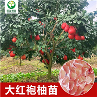 惠州大红袍柚苗