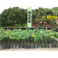 广东无核荔枝苗价格，广东批发无核荔枝苗 
