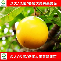 广西大果黄晶果苗