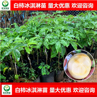 白柿冰淇淋果苗