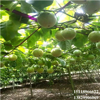 广东黄金百香果苗，广东百香果苗，广东果树苗 