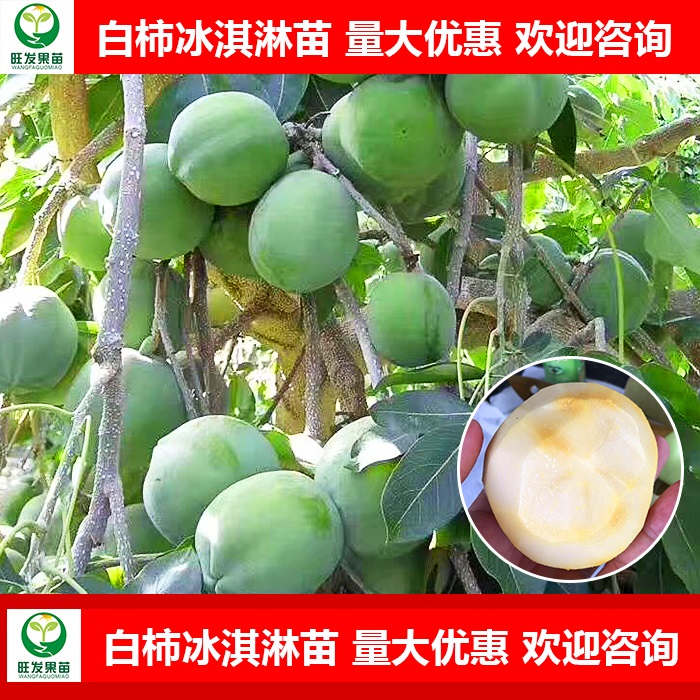 广东白柿冰淇淋果苗