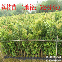 广东荔枝苗基地，广州荔枝苗，增城荔枝苗 