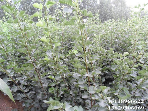 惠州山楂苗价格，惠州山楂苗，广东山楂苗 