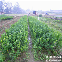 淡水茂谷柑苗，广东茂谷柑苗，批发茂谷柑苗 