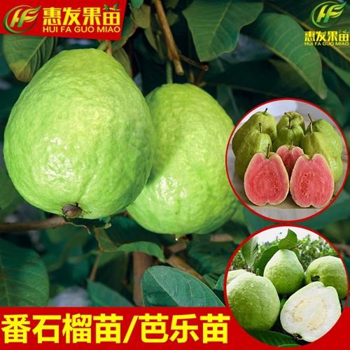 淡水台湾珍珠番石榴苗，淡水珍珠番石榴苗，淡水番石榴苗 