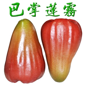 惠州香水巴掌莲雾苗，惠州莲雾苗，惠州果树苗 