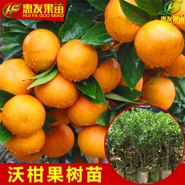 广东沃柑苗价格，广东沃柑苗，广东果苗 