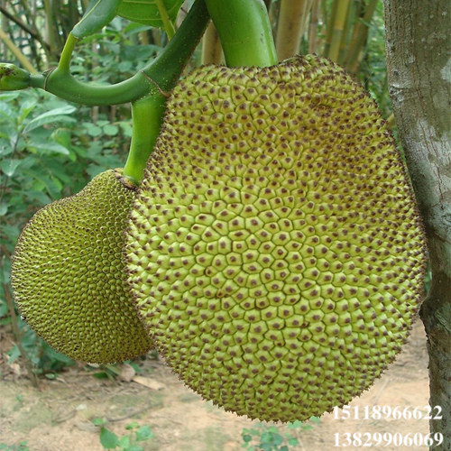 广东红肉菠萝蜜苗，广东菠萝蜜苗，广东果苗批发 