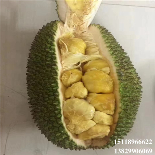 淡水榴莲菠萝蜜苗，淡水菠萝蜜苗，淡水果树苗 