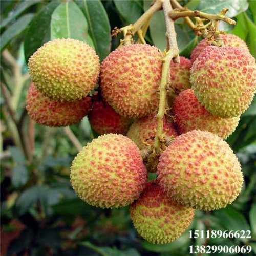 广东妃子笑荔枝苗，广东荔枝苗，广东果苗 