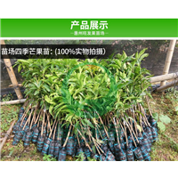 淡水四季芒果苗，淡水芒果苗，淡水芒果苗基地 