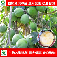 广东白柿冰淇淋果苗