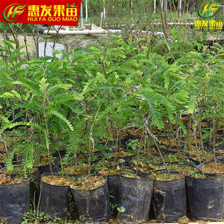 大亚湾油甘果苗，大亚湾果苗场 
