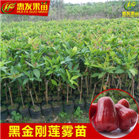 广东黑金钢莲雾苗，广东台湾莲雾苗，广东莲雾苗 