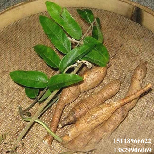 惠州牛大力苗，惠城区牛大力苗，牛大力药材 