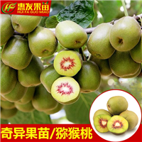 广东奇异果苗，惠州奇异果苗，惠州果苗 