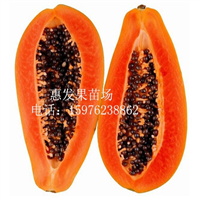 增城红妃木瓜苗，广州木瓜苗，广东木瓜苗 
