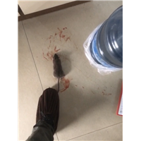 滁州餐厅灭鼠灭虫灭白蚁服务一次要多少钱