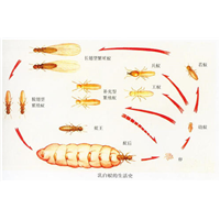 滁州餐馆杀白蚁服务咨询电话多少
