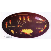 滁州宾馆杀虫服务一次要多少钱