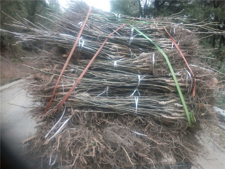 嫁接良种核桃苗