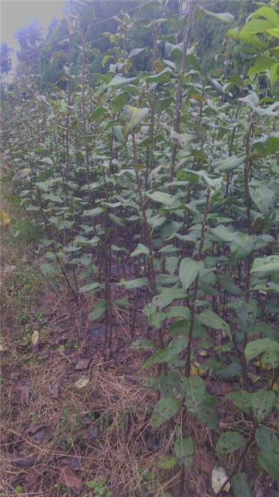 出售60万株四川翠冠梨苗
