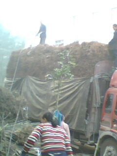 板栗苗装车现场