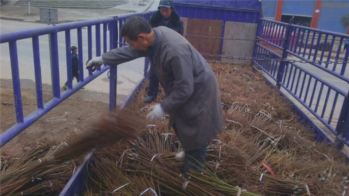嫁接翠红李苗
