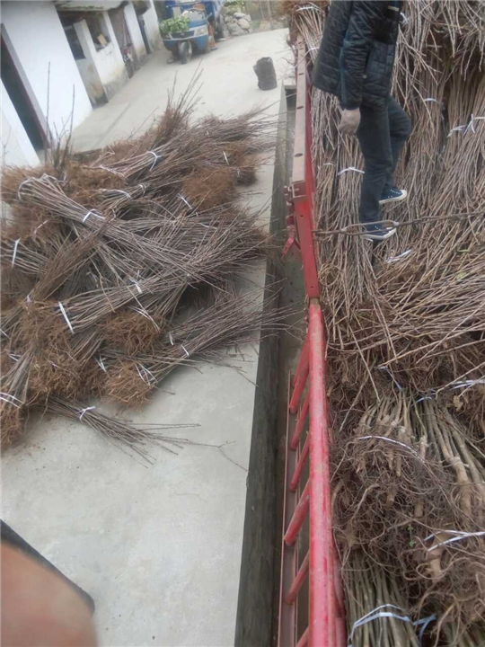 嫁接红灯笼樱桃苗